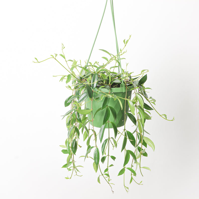 Codanthe Crassifolia Plants GrowTropicals