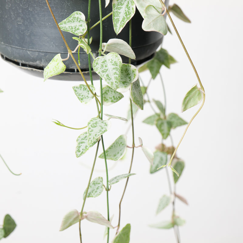 Ceropegia linearis 'Merel' Plants GrowTropicals