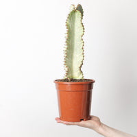 Euphorbia Ingens Variegated