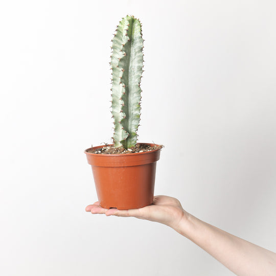 Euphorbia Abyssinica Var. Plants GrowTropicals