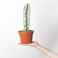 Euphorbia Abyssinica Var.
