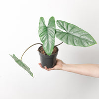 Alocasia heterophylla 'Corazon'