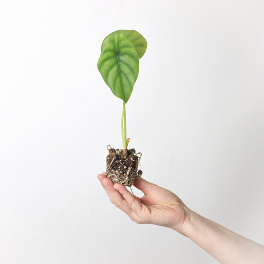 Alocasia Clypeolata 6cm Plants GrowTropicals