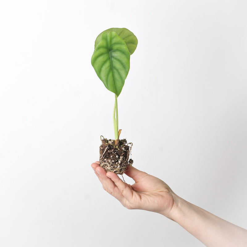 Alocasia Clypeolata — 6cm