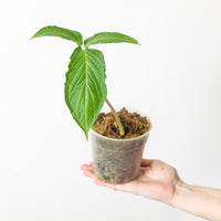 Chlorospatha corrugata