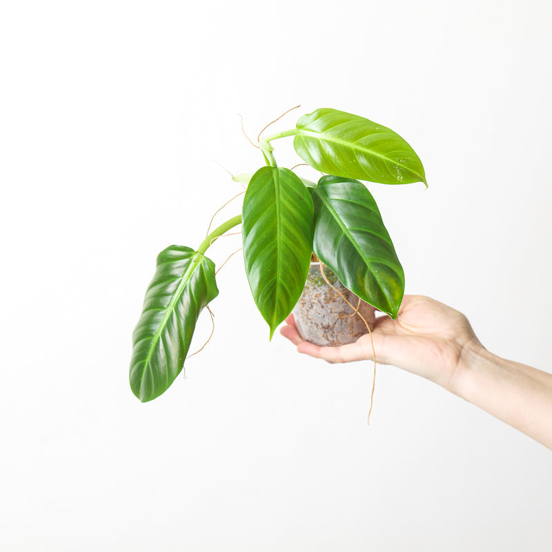 Philodendron subhastatum (Ecuador Clone) — 9cm (3 Leaf)