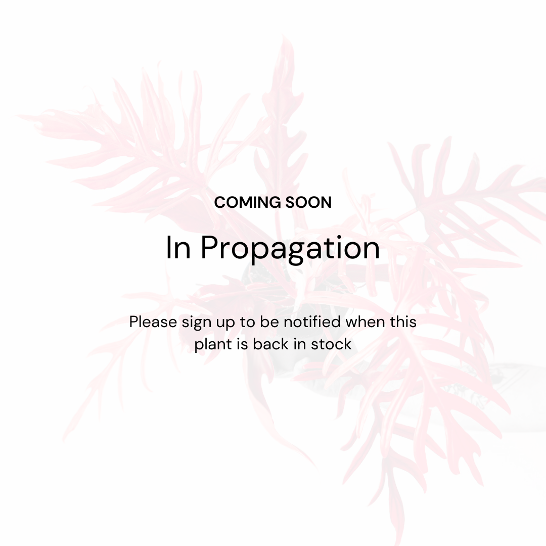 In Propagation Philodendron brandtianum 'Type Specimen'