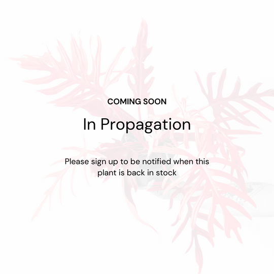 Neoregelia 'Fireball' Plants GrowTropicals