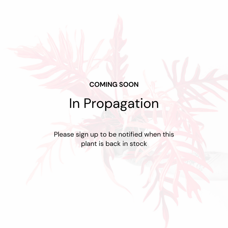In Propagation Anthurium sp 'Dwarf Stingray'