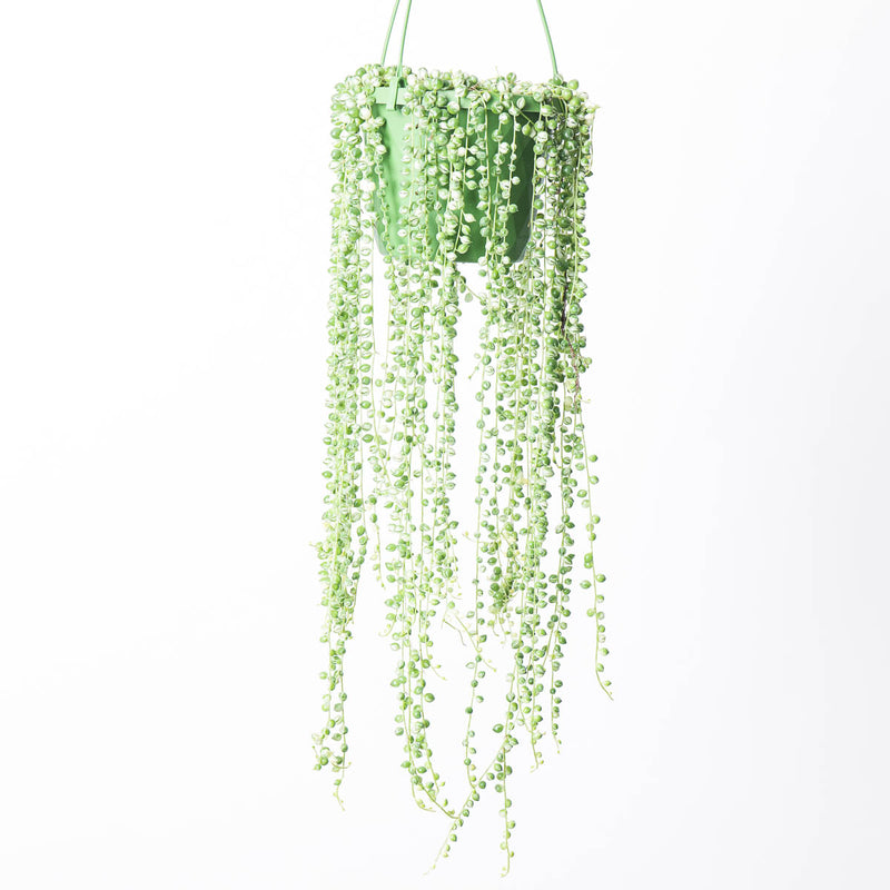 Senecio rowleyanus variegated 14cm (Hanging) Plants GrowTropicals
