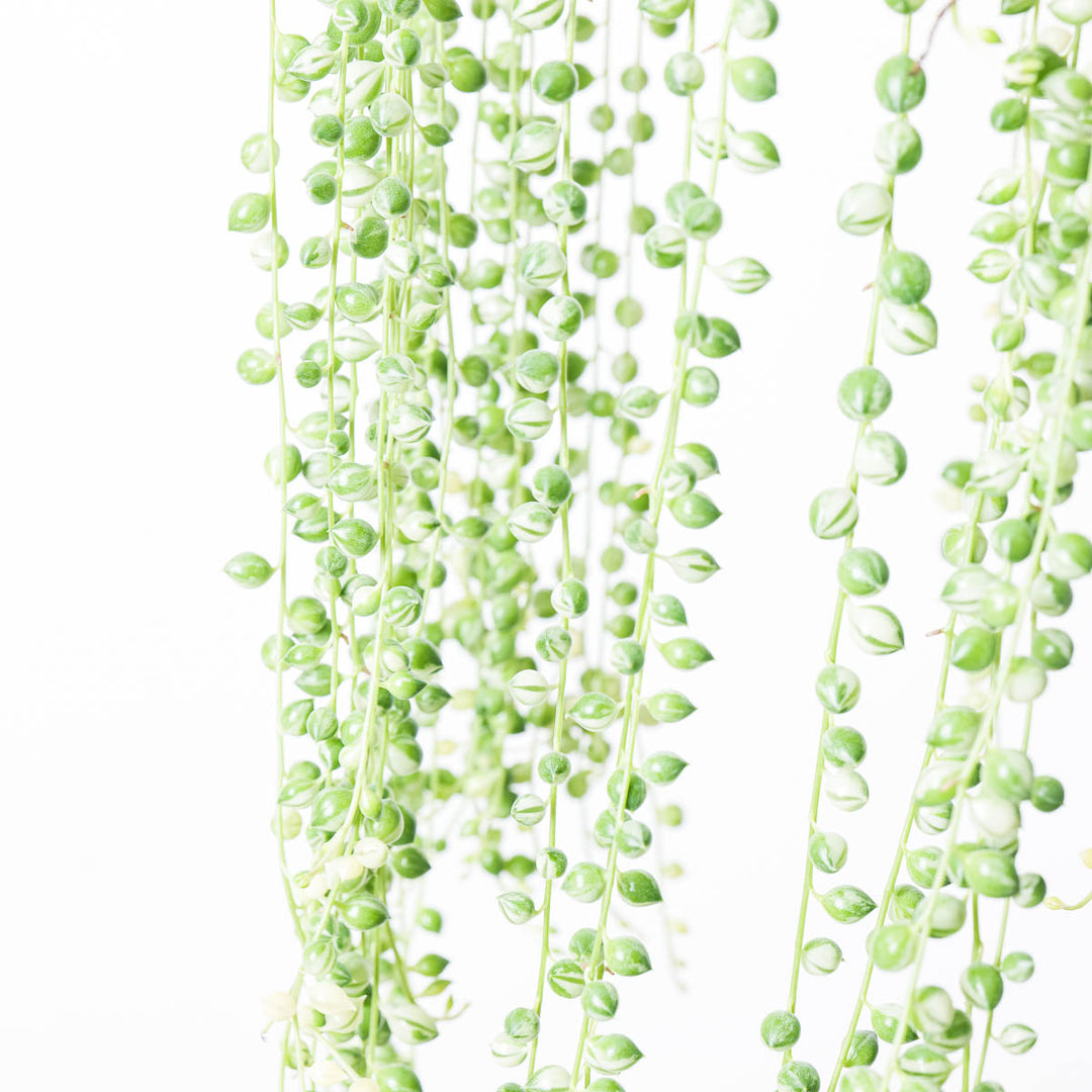 Senecio rowleyanus variegated | Variegated String of Pearls - GROW TROPICALS