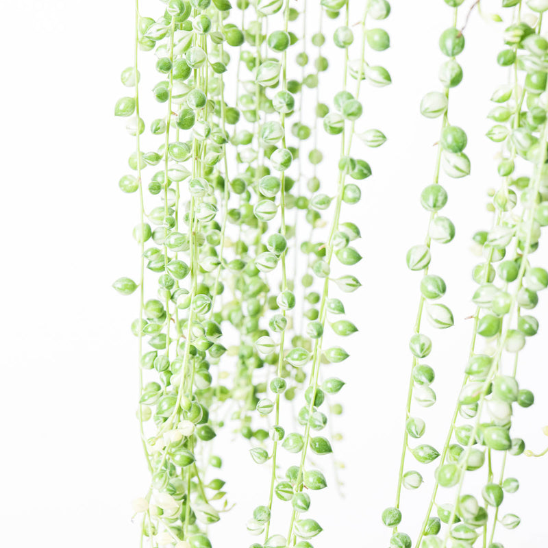 Senecio rowleyanus variegated Plants GrowTropicals