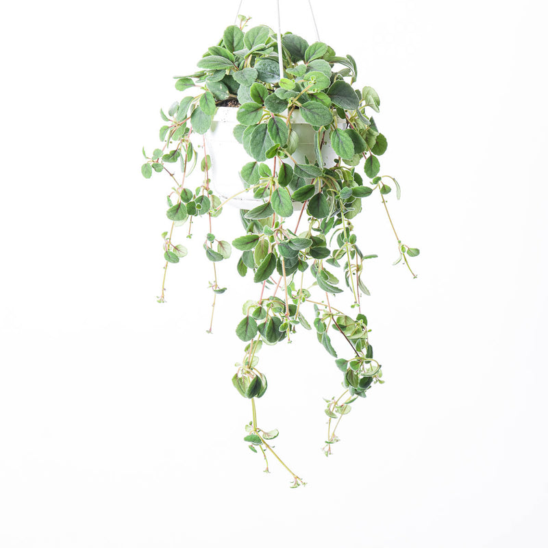 Alsobia dianthiflora Plants GrowTropicals