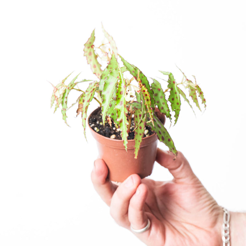 Begonia amphioxus 8cm Plants GrowTropicals