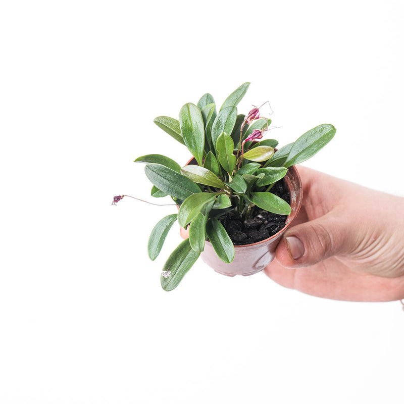 Masdevallia nidifica 'Red' Plants GrowTropicals