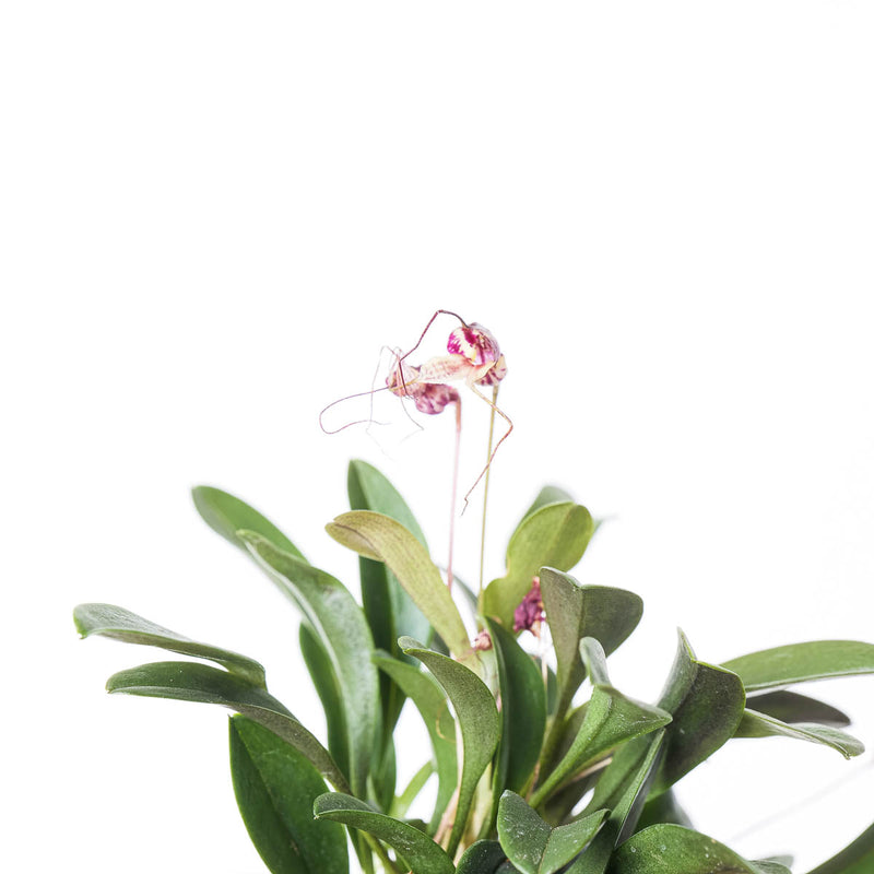 Masdevallia nidifica 'Red' — 8cm