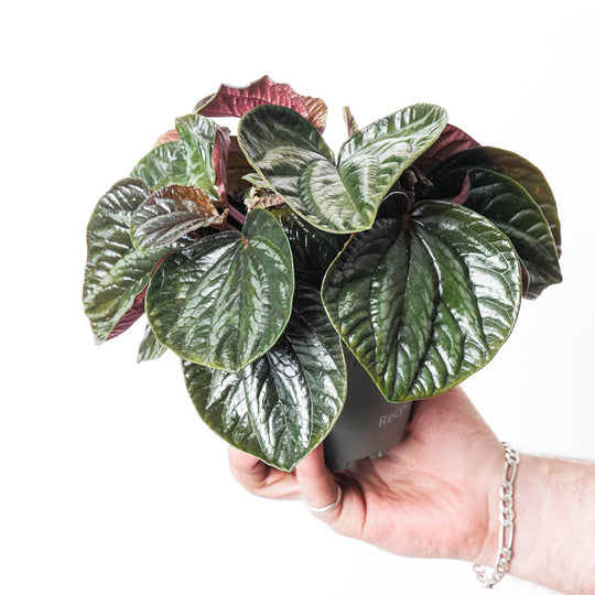 Peperomia metallica 'Ecuador' Plants GrowTropicals