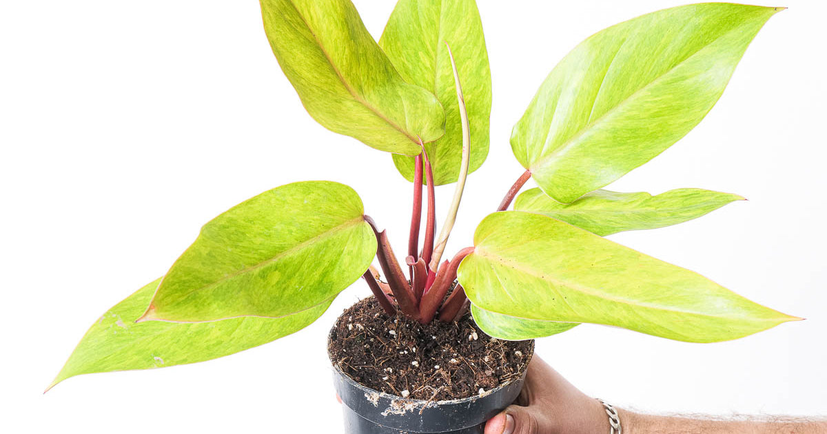 Philodendron 'Painted Lady' | Plants