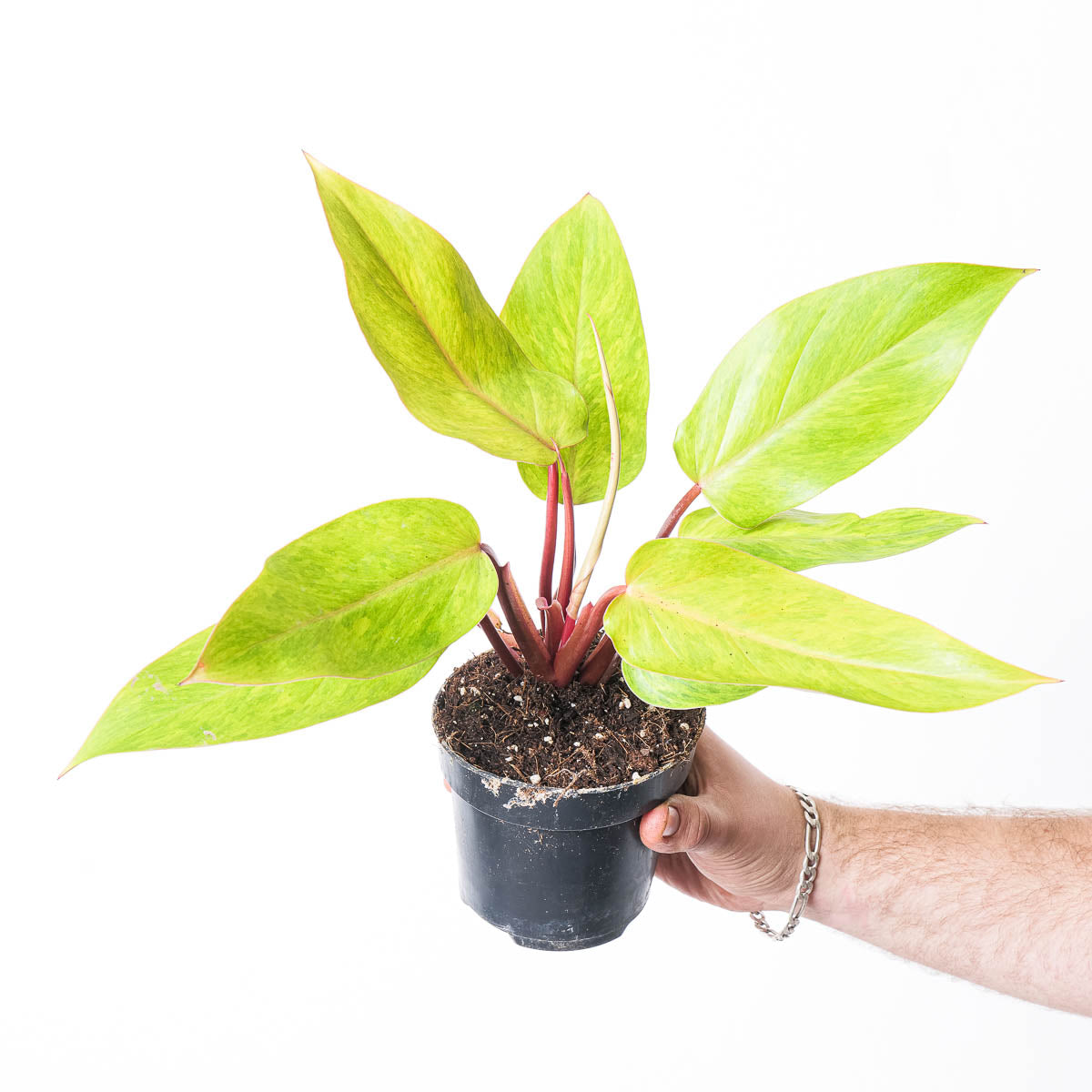 painted lady philodendron price Philodendron 'Painted Lady' | Plants