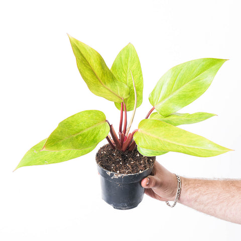 Philodendron 'Painted Lady' 12cm Plants GrowTropicals