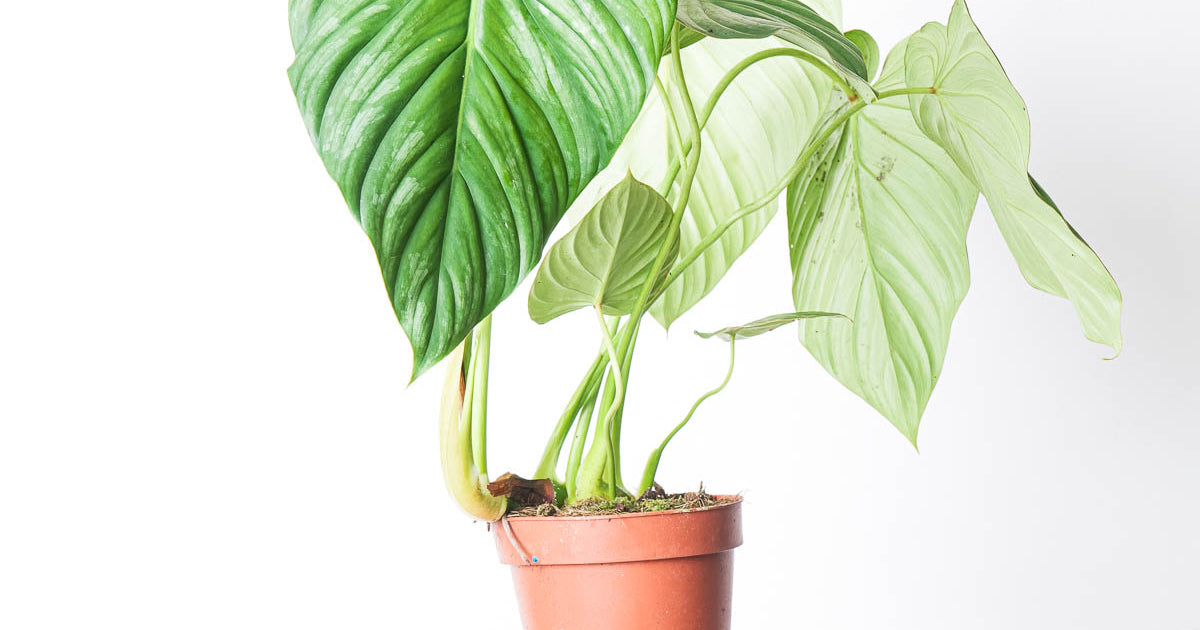 philodendron silver pastazanum Philodendron pastazanum 'silver' | Plants