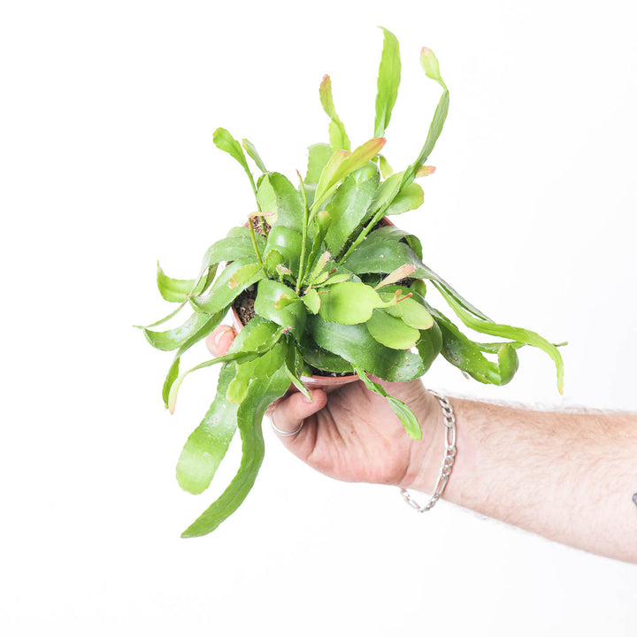 Rhipsalis 'Red Coral' 12cm Plants GrowTropicals
