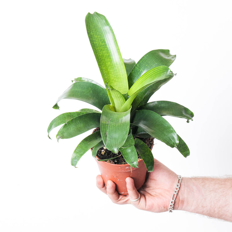Vriesea 'Fenestralis' 12cm Plants GrowTropicals
