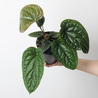 Anthurium radicans x luxurians