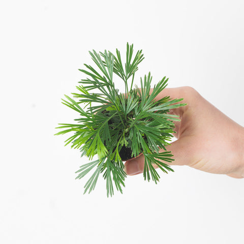 Actiniopteris australis Plants GrowTropicals