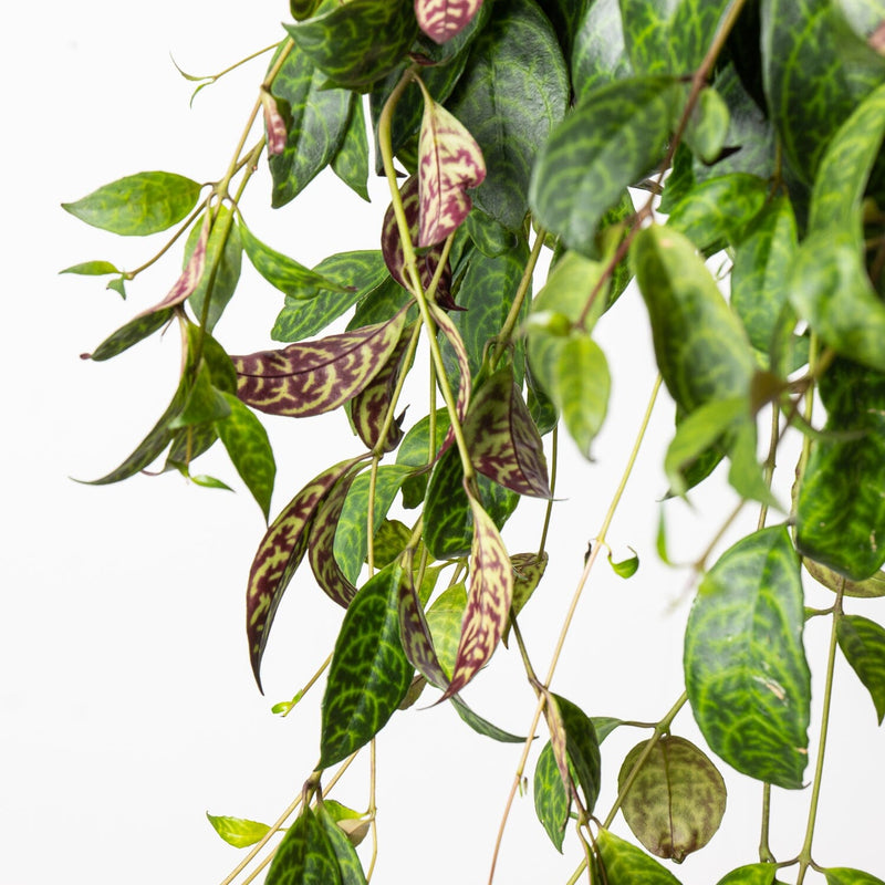 Aeschynanthus marmoratus — 15cm Hanging