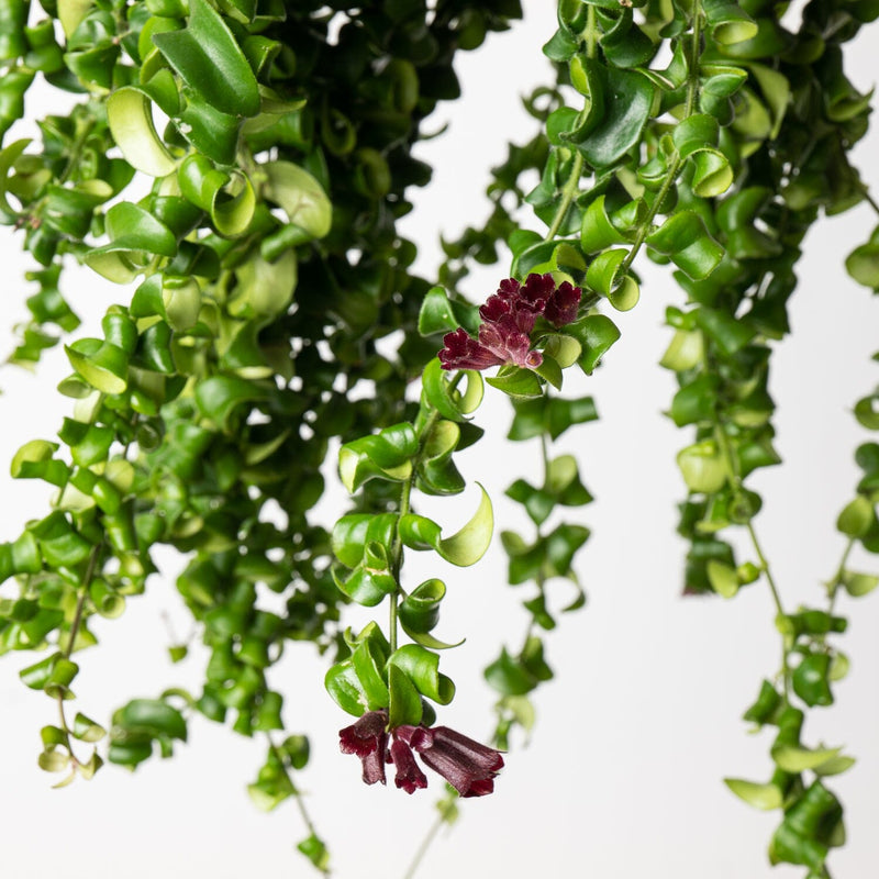 Aeschynanthus radicans 'Rasta' — 15cm Hanging