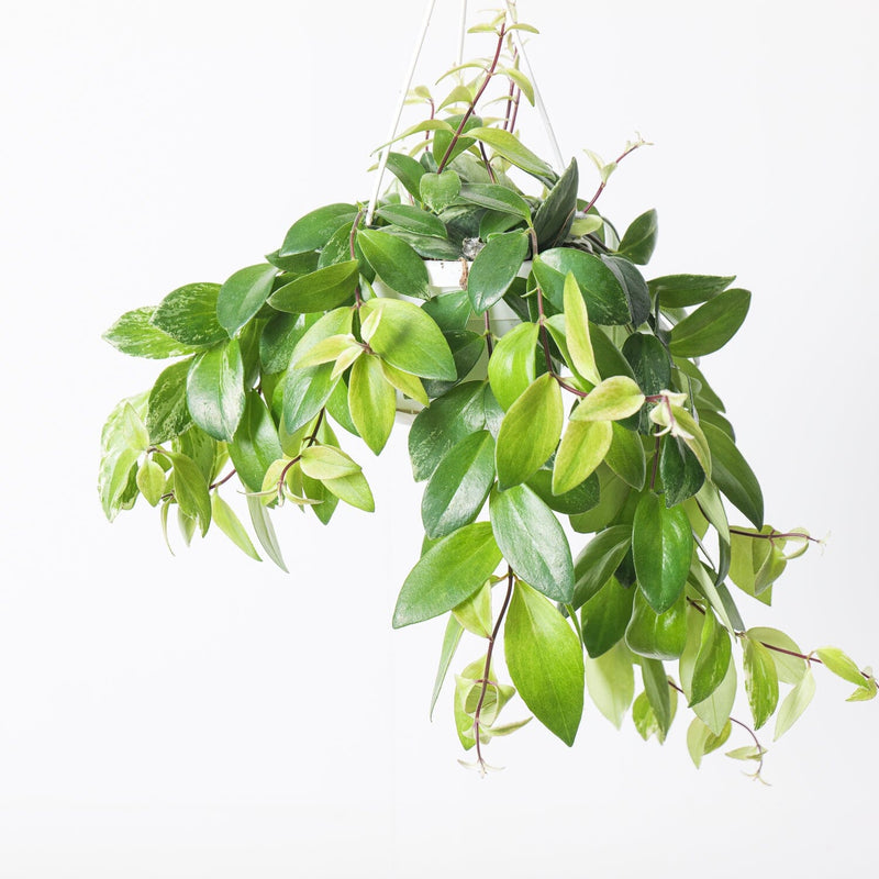 Aeschynanthus variegated 14cm Hanging Plants GrowTropicals
