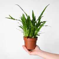 Aglaomorpha coronans 'Snake Leaf Fern'