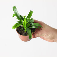 Aglaomorpha coronans 'Snake Leaf Fern'