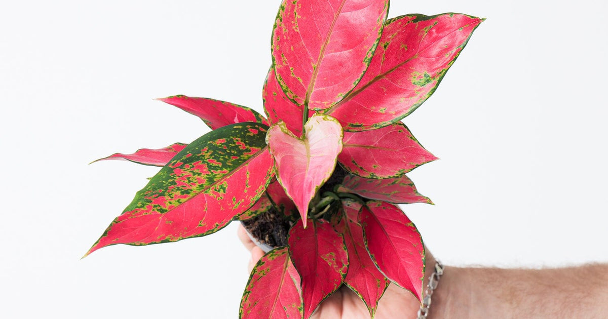 aglaonema cherry red Aglaonema 'Cherry Baby' | Plants