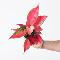 Aglaonema 'Cherry Baby'