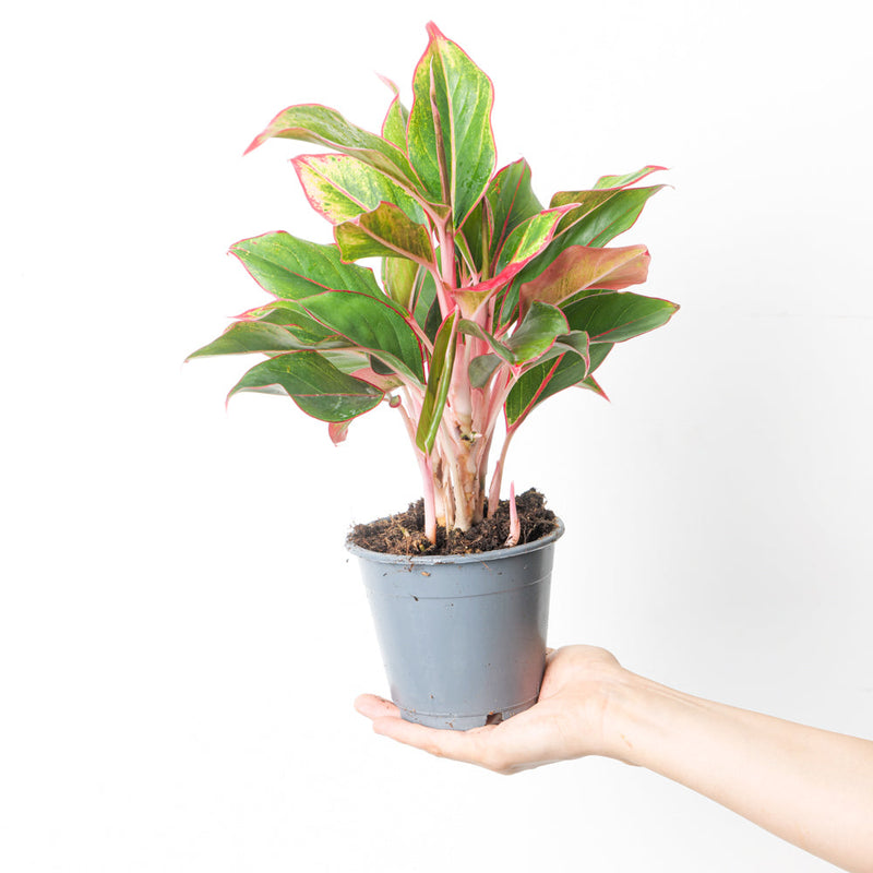 Aglaonema 'Crete' — 12cm
