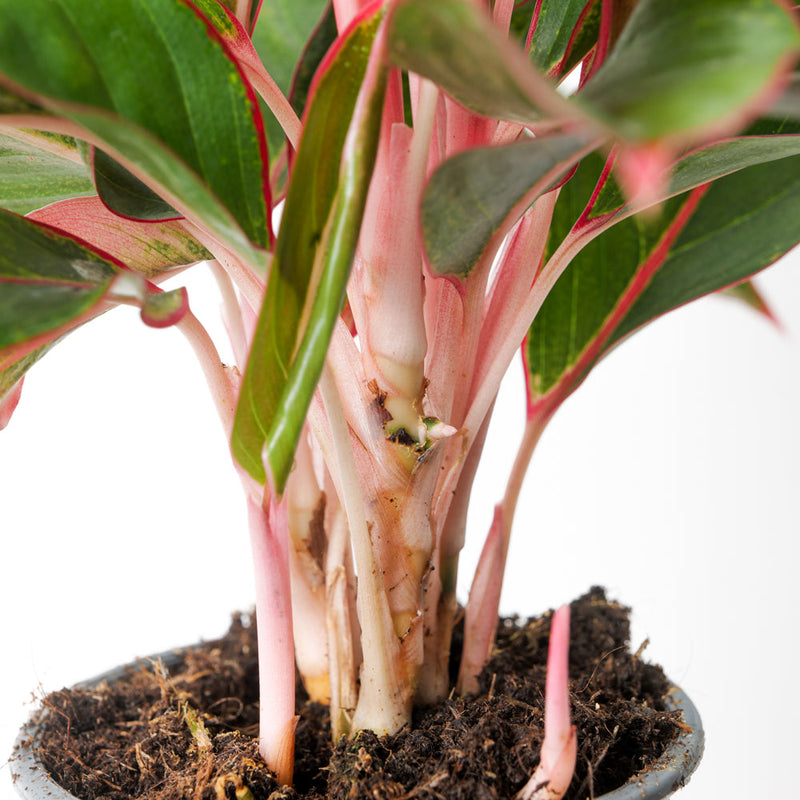 Aglaonema 'Crete' Plants GrowTropicals