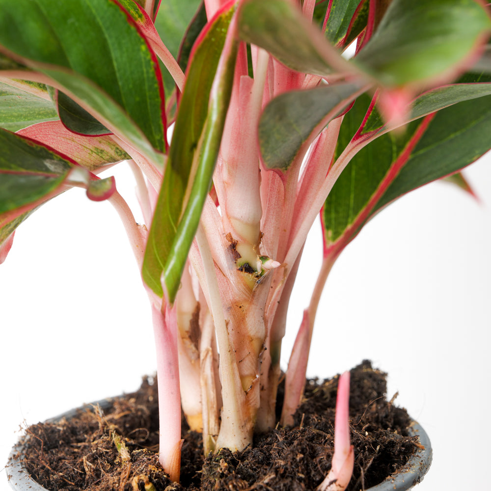 pink red aglaonema Aglaonema 'Crete' | Plants