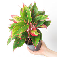 Aglaonema 'Crete'