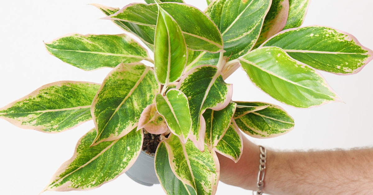 aglaonema lipstick plant Aglaonema 'Golden Lipstick' | Plants