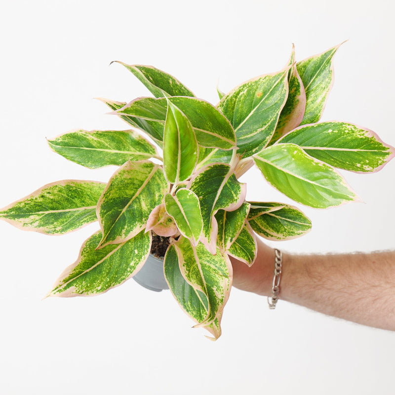 Aglaonema 'Golden Lipstick' Plants GrowTropicals