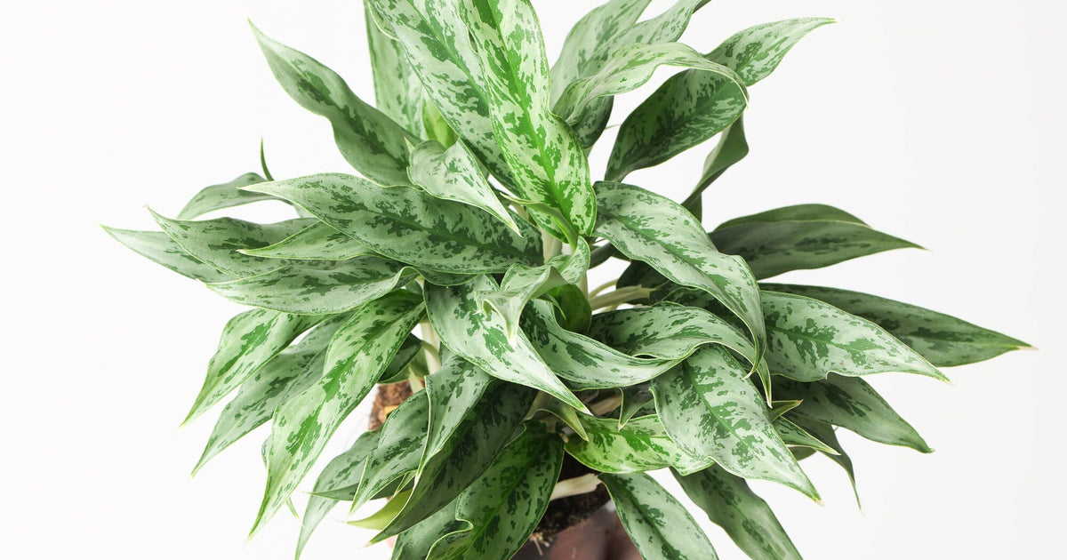 aglaonema brevispathum hospitum Aglaonema 'Greyhound' | Plants