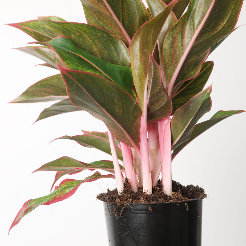 Aglaonema 'Jungle Red' Plants GrowTropicals