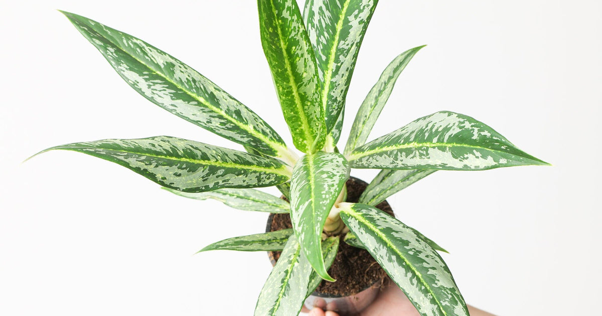aglaonema green leaves Aglaonema 'Matcha Lemon' | Plants