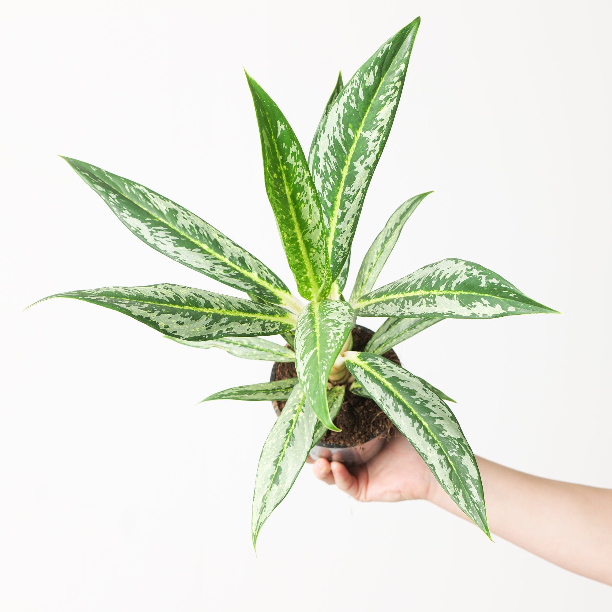 aglaonema varieties for sale Aglaonema 'Matcha Lemon' | Plants