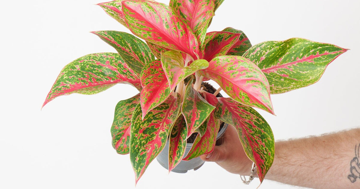 red emerald aglaonema Aglaonema 'Red Emerald' | Plants