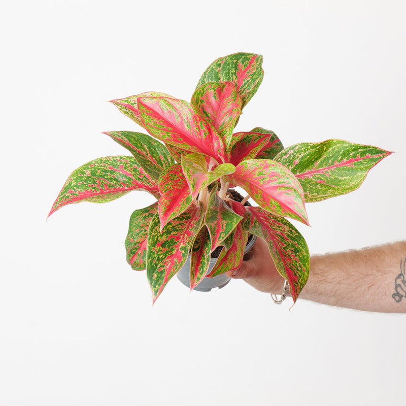 Aglaonema 'Red Emerald' Plants GrowTropicals