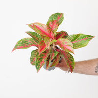 Aglaonema 'Red Emerald'