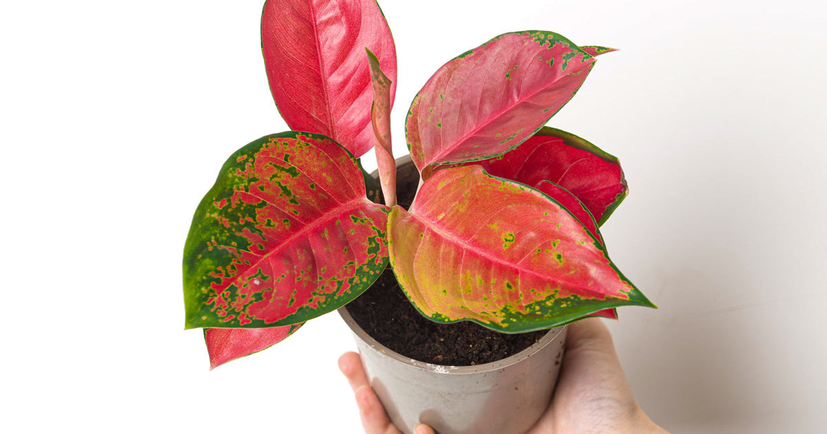 aglaonema star of india Aglaonema 'Red Star' | Plants